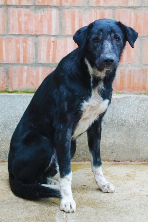 მეტისი უსახელო