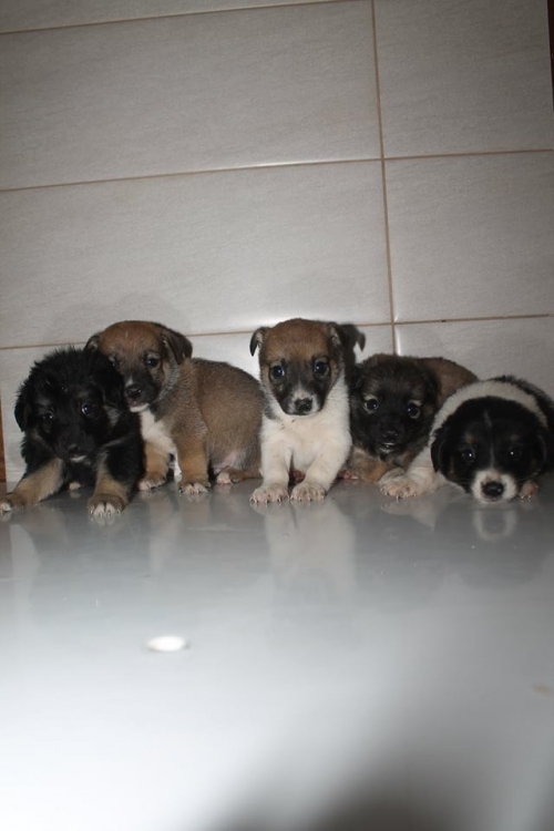 მეტისის ლეკვები უსახელო