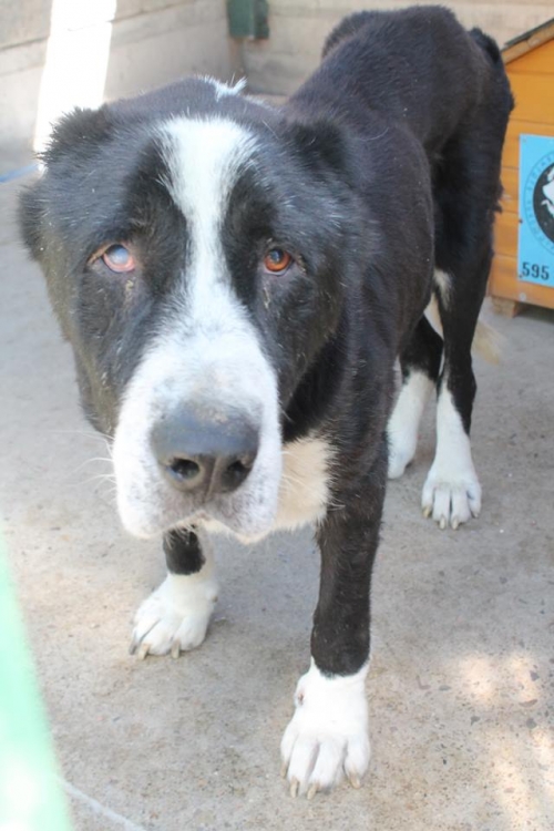 ქართული ნაგაზი აგირა