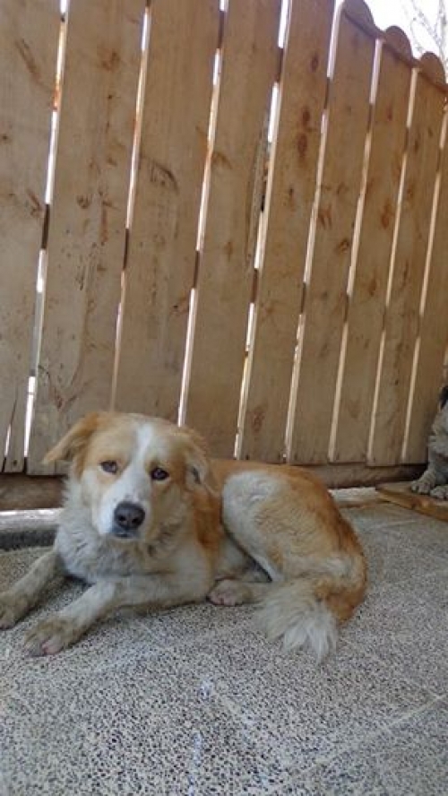 ქართული ნაგაზი ბუთხუნა