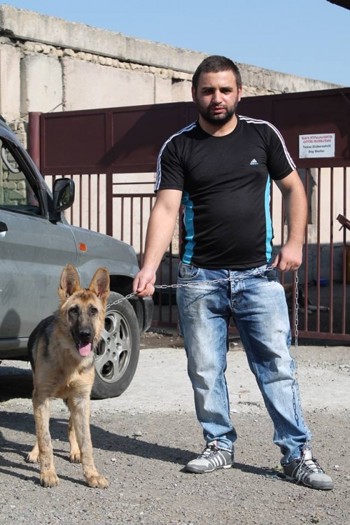 გერმანული ნაგაზი ლედი