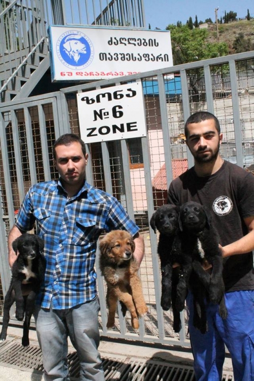 მეტისის ლეკვები უსახელო