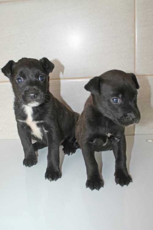 მეტისის ლეკვები უსახელო