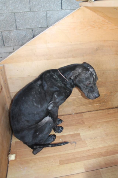 პიტი უსახელო