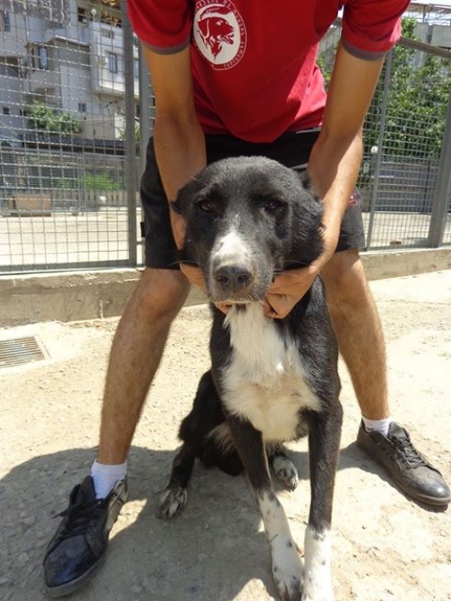 ქართული ქოფაკი უსახელო