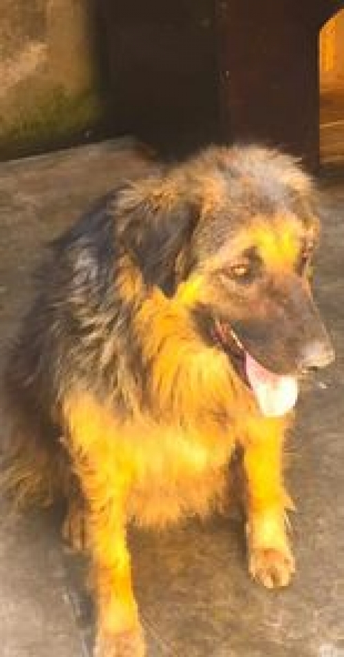 მეტისი ზემო ფონიჭალა