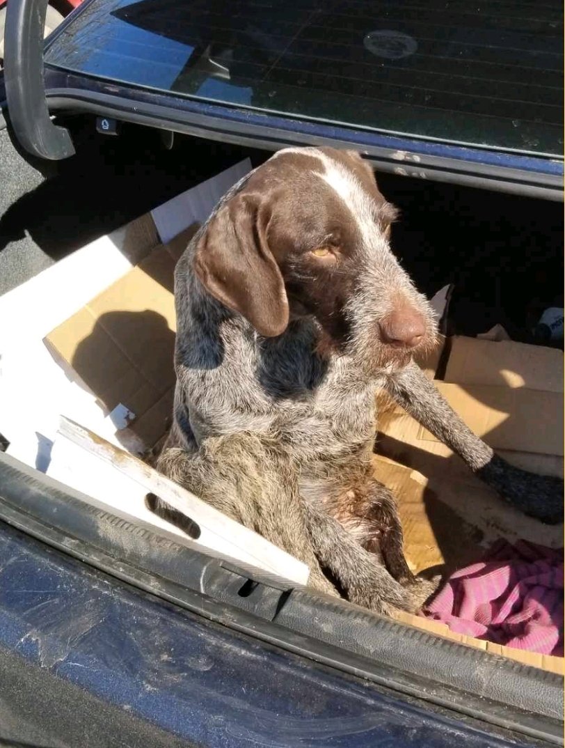 კურცჰაარი. ზესტაფონი