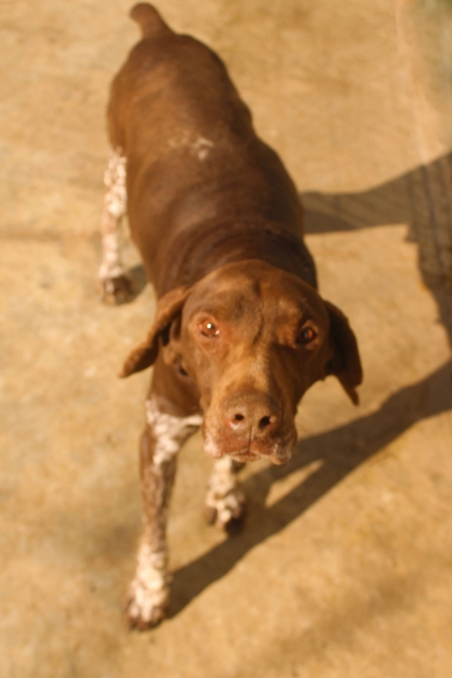 კურცხაარი უსახელო