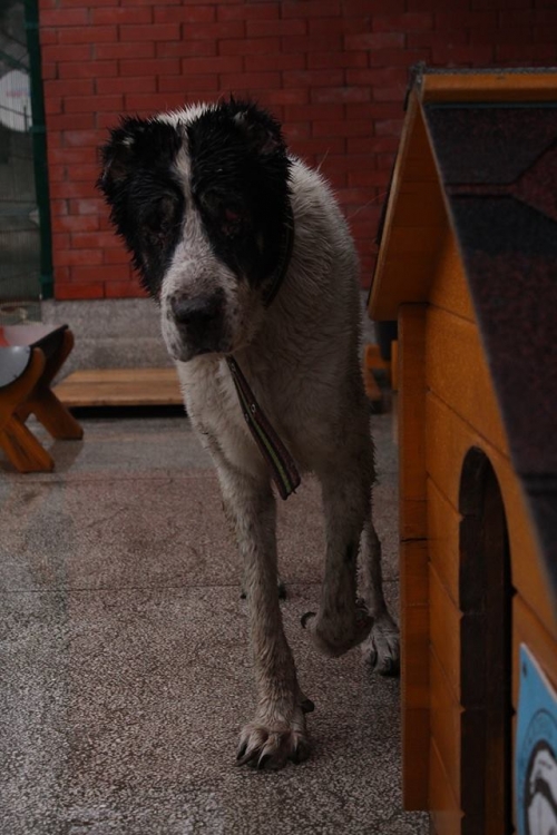 ქართული ნაგაზი მართა