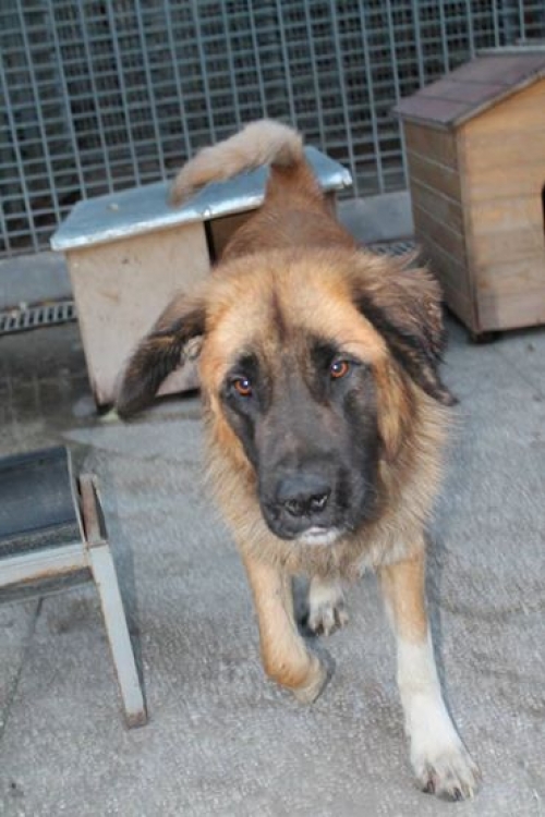 მეტისი უსახელო