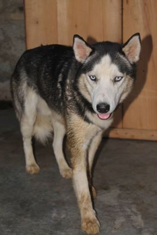 ციმბირული ხასკი ზევსი