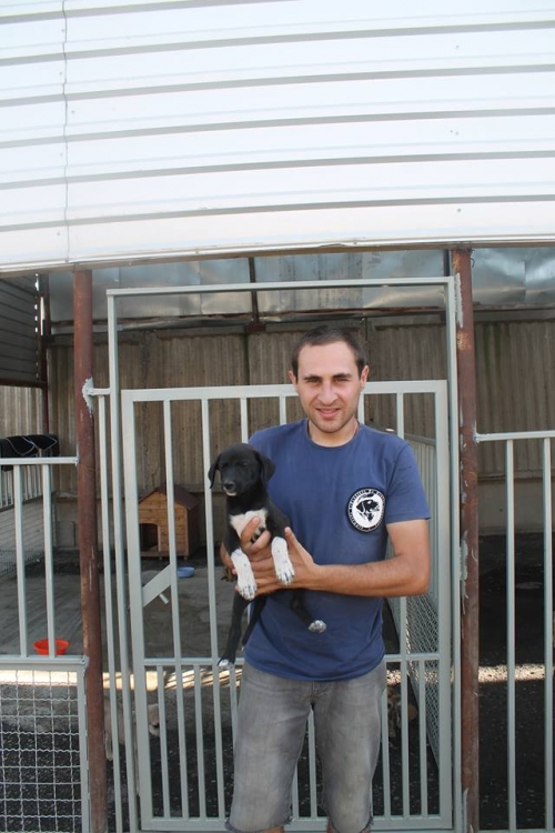 სეტერის მეტისი უსახელო