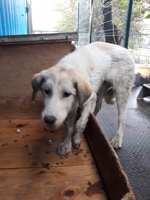 მეტისი უსახელო