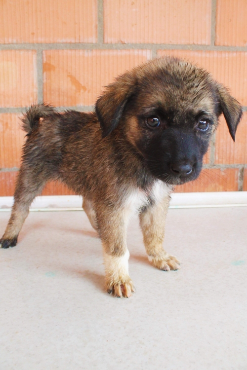 მეტისი უსახელო