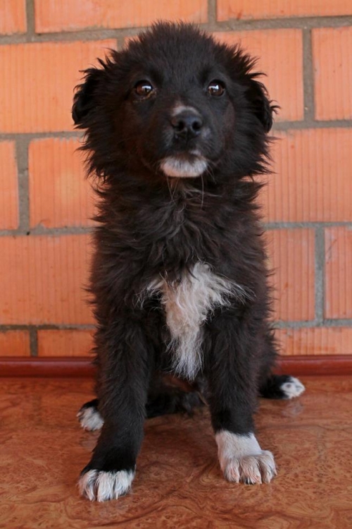 ქართული ქოფაკი უსახელო