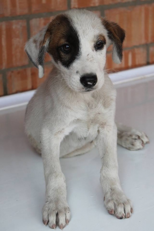 მეტისი უსახელო