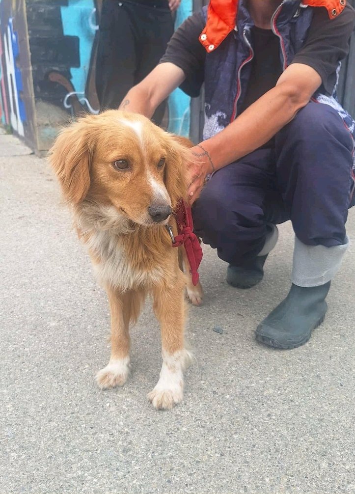 კოკერსპანიელის მეტისი. დედოფლისწყარო. ბინგო.