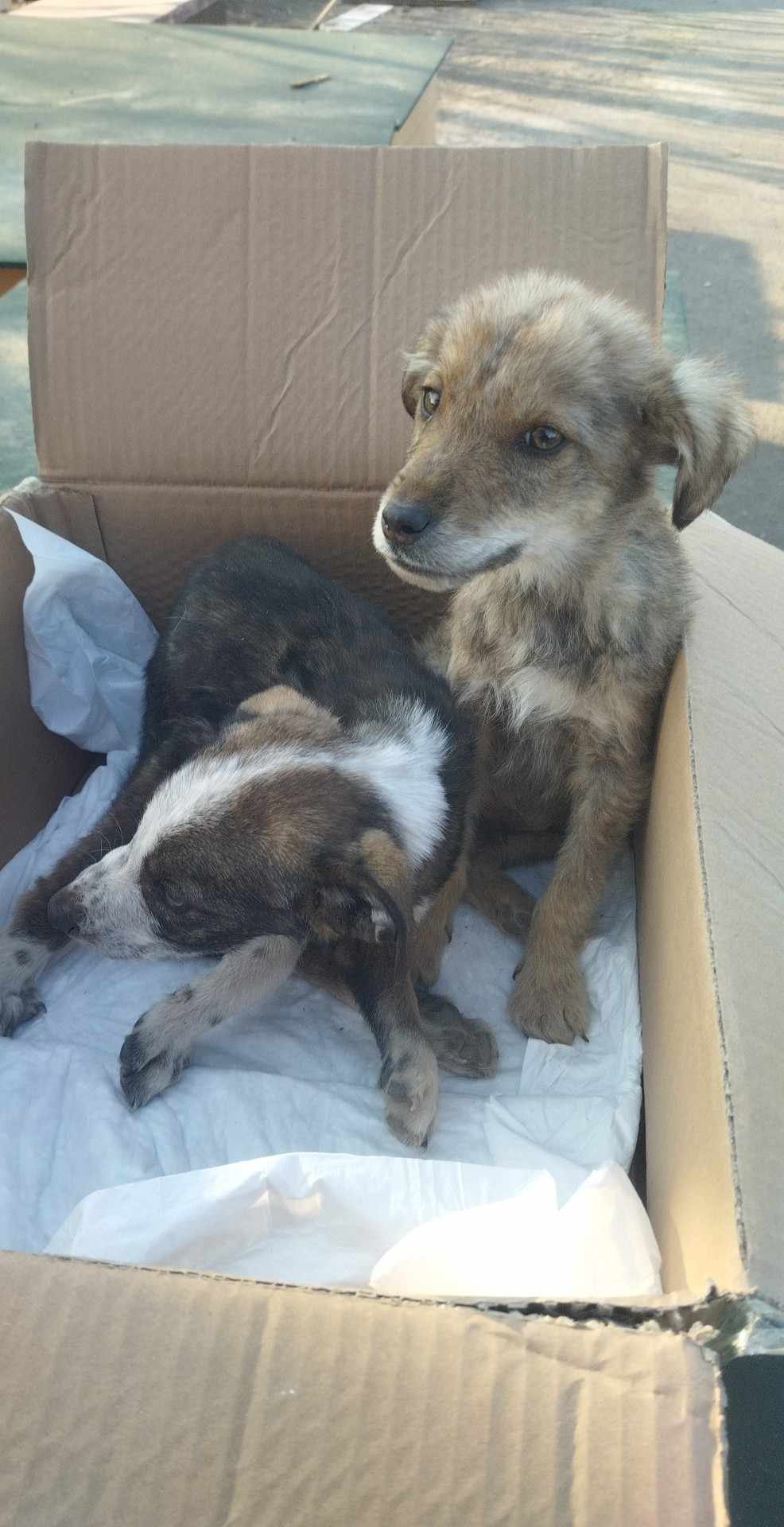 კავთისხევი