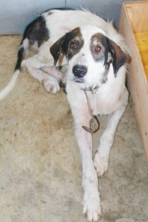 ქართული ქოფაკი უსახელო