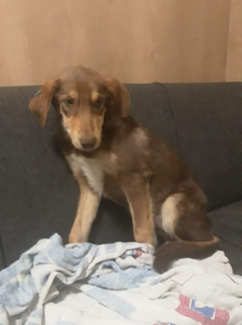 მეტისი უსახელო