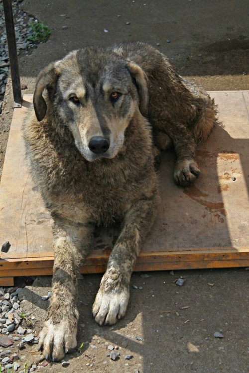 ქართული ნაგაზი ბომბორა