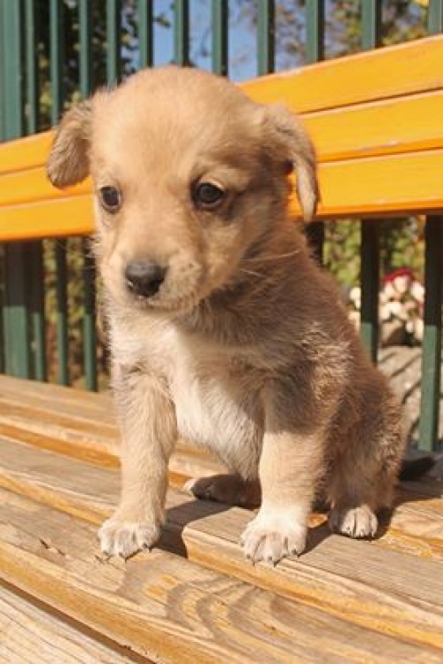 მეტისი უსახელო