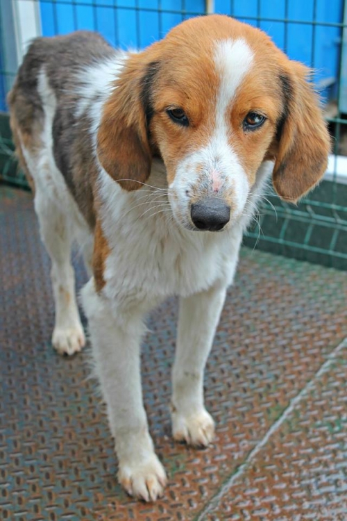 მეტისი უსახელო