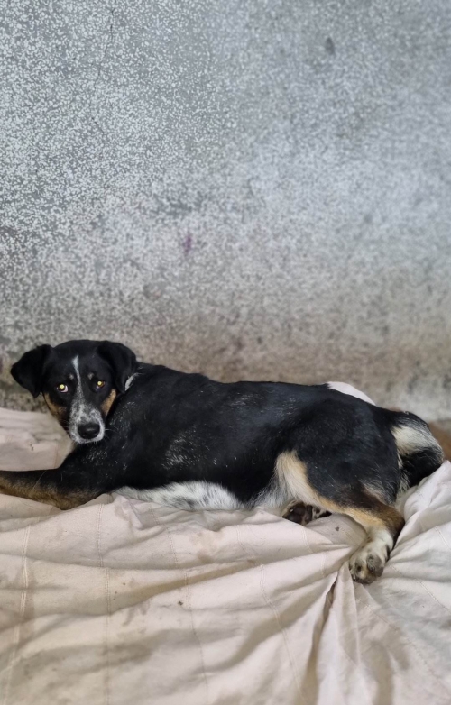 მეტისი ავჭალა