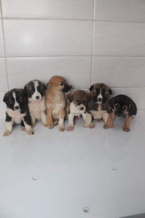 ქართული ქოფაკი უსახელო