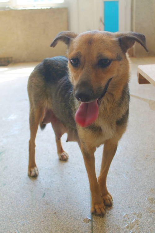 მეტისი ლაკი