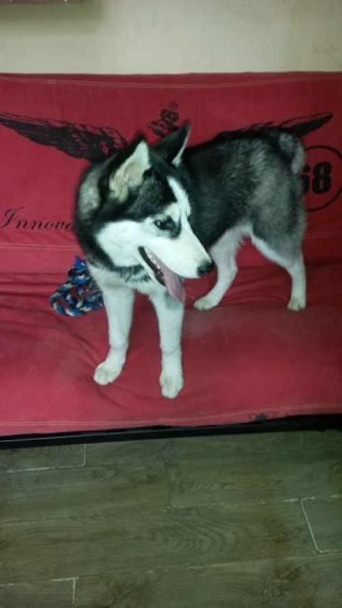 ლაიკა უსახელო