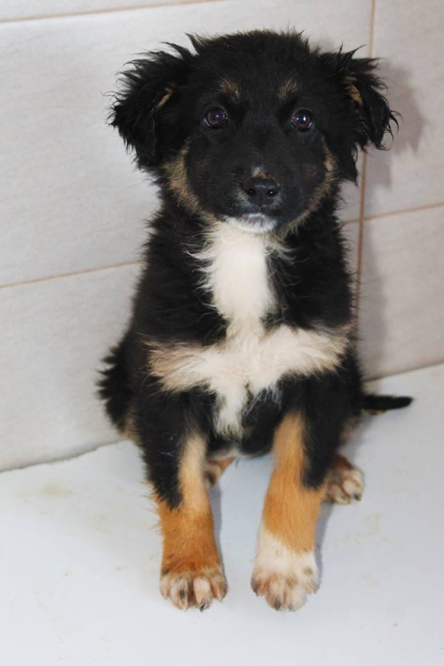 მეტისი უსახელო