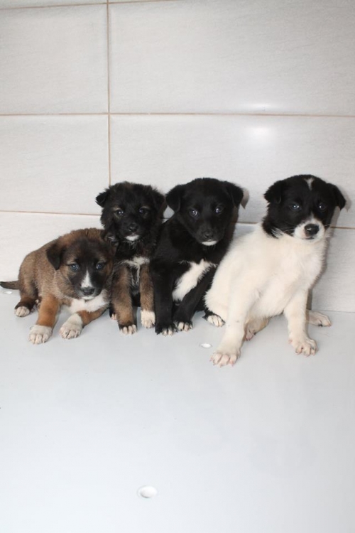 მეტისის ლეკვები უსახელო