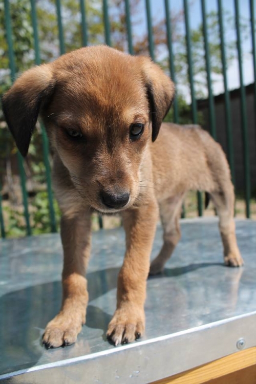 მეტისი უსახელო