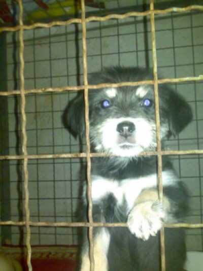 * გაჩუქებულები პუდელის მეტისი