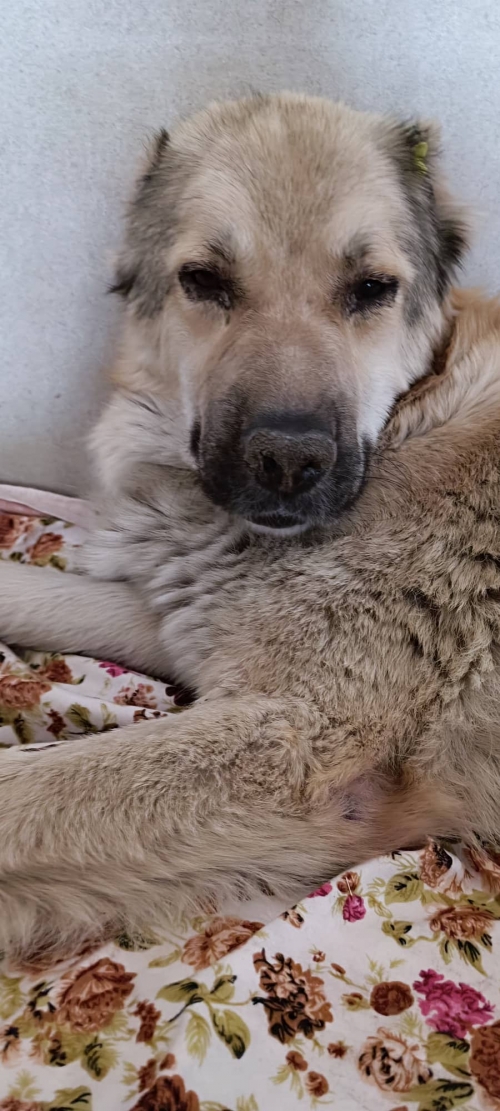 ქართული ქოფაკი ვარკეთილი