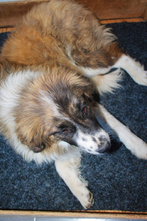 მეტისი უსახელო