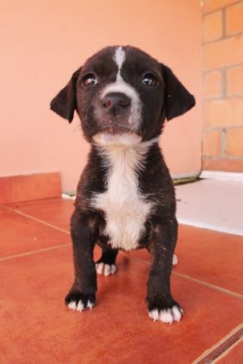 მეტისი უსახელო