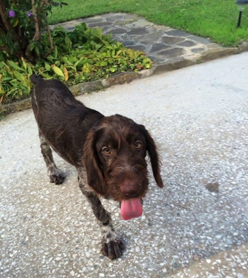 დრათხარი უსახელო