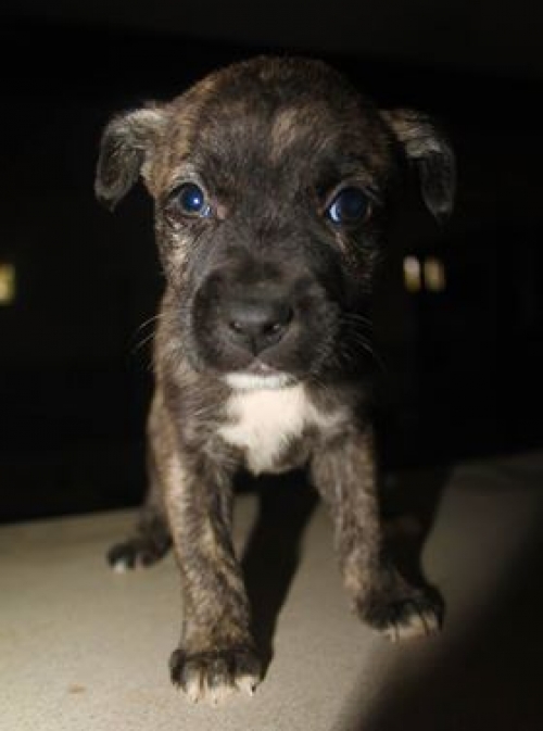 მეტისი უსახელო