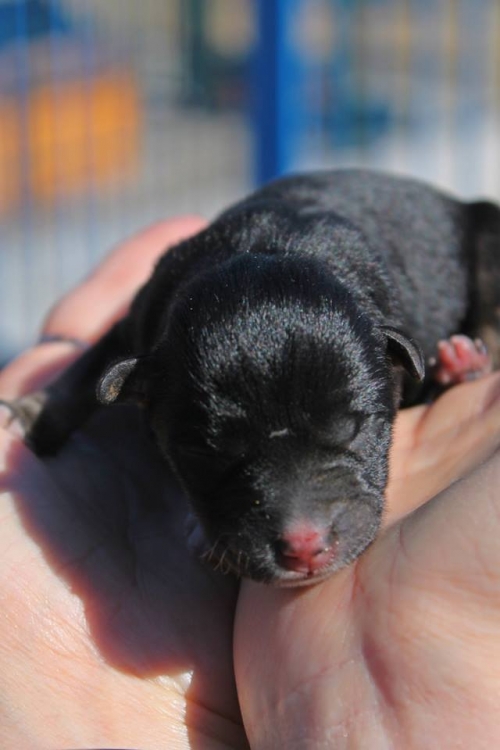 მეტისი უსახელო