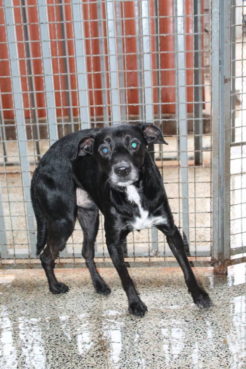 მეტისი ბონი