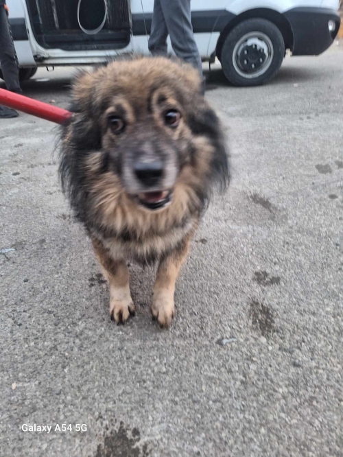 მეტისი გადმოყვანილია მუნიციპალური თავშესაფრიდან