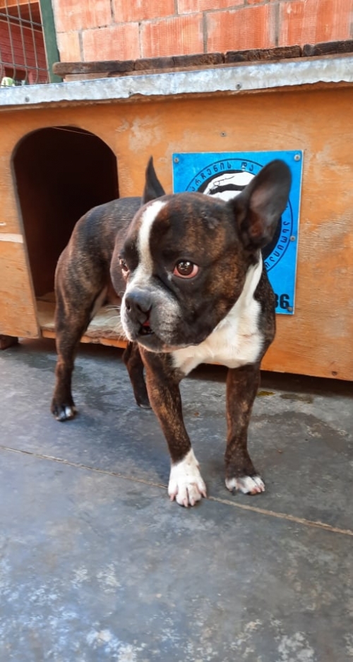 ბულდოგი ნაპოვნია ბერი გაბრიელ სალოსის ქუჩაზე