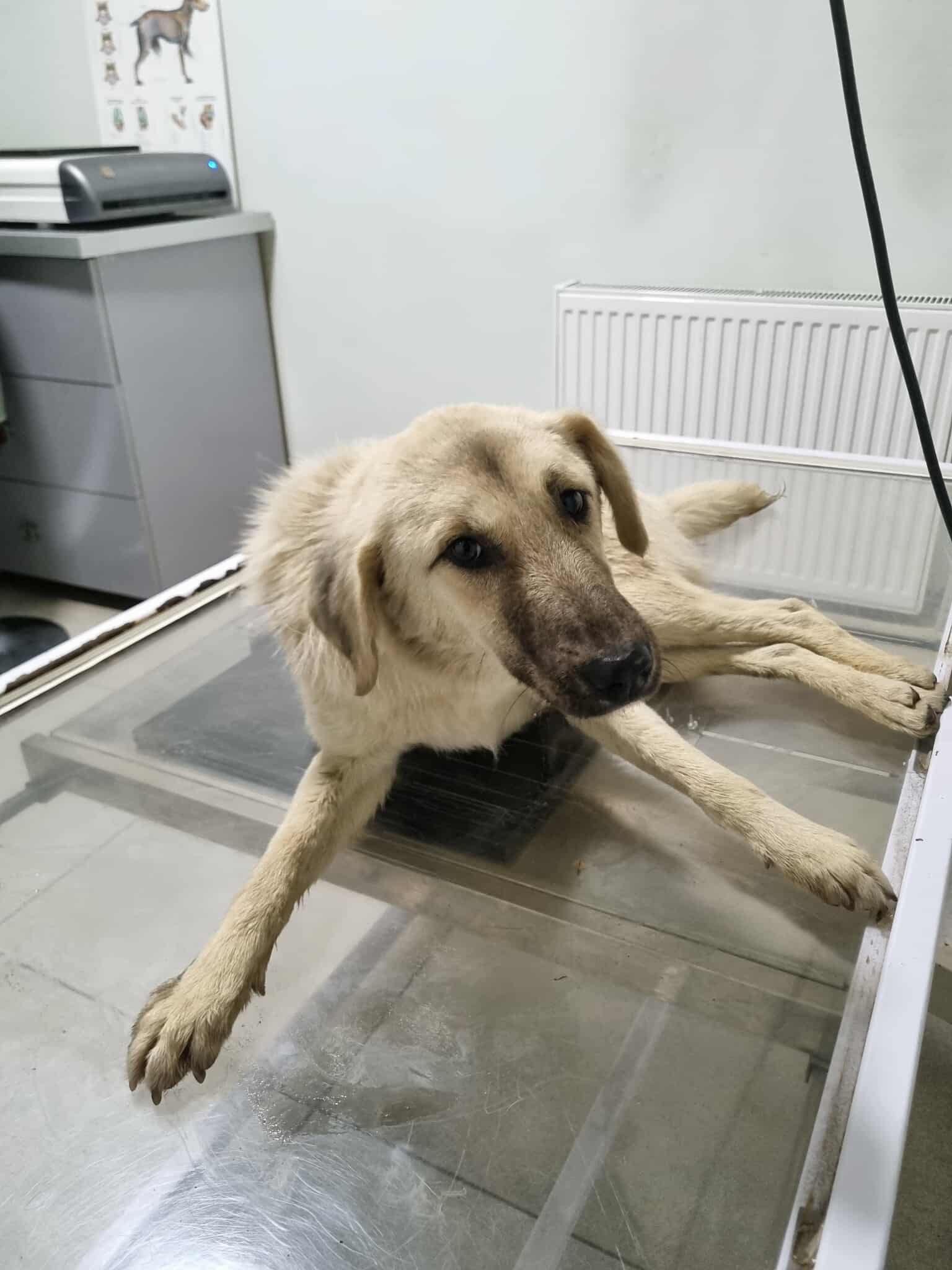 მეტისი. გლდანი