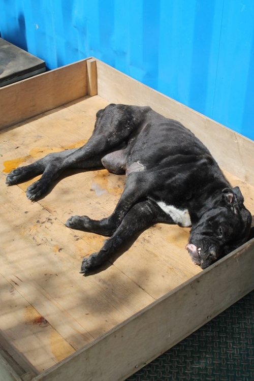 კანე კორსო ზული