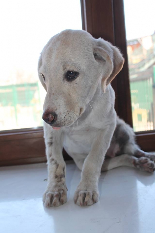 მეტისი უსახელო