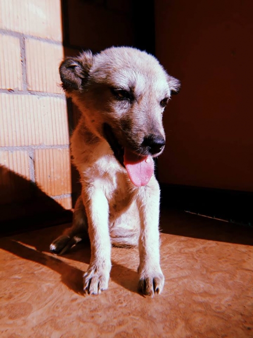 მეტისი უსახელო