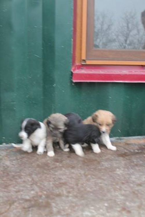 მეტისი უსახელო