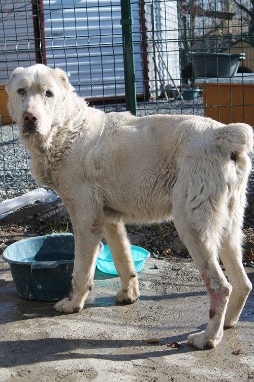 ქართული ნაგაზი ბილი